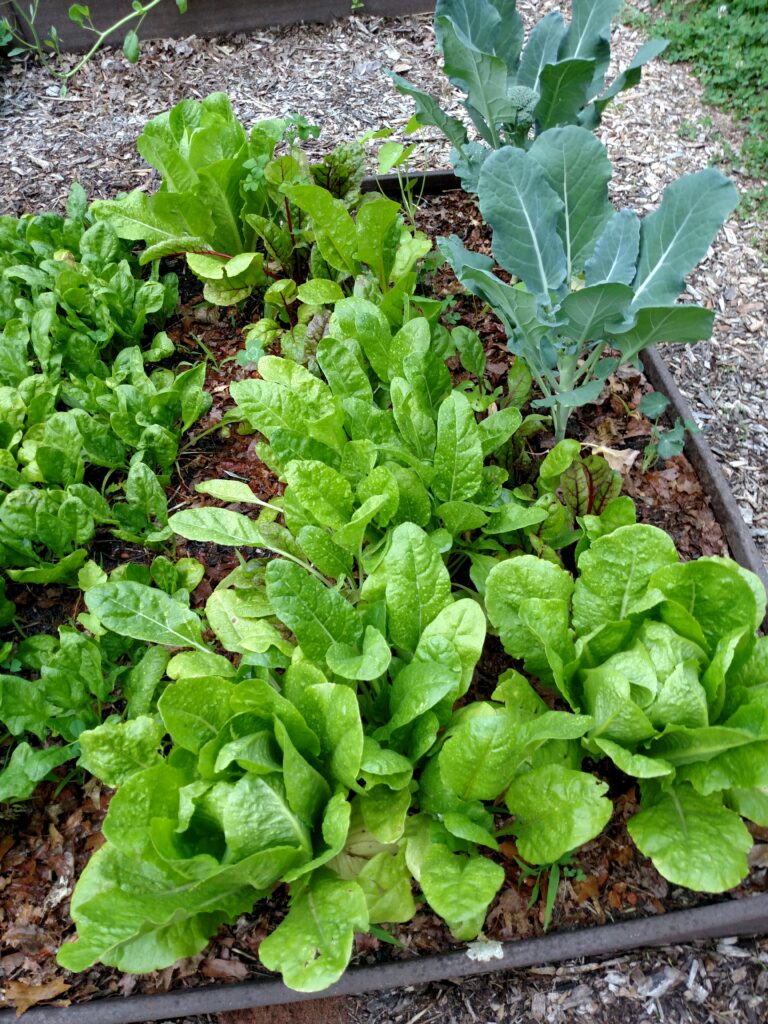 beautiful leaf lettuce in a raised garden bed