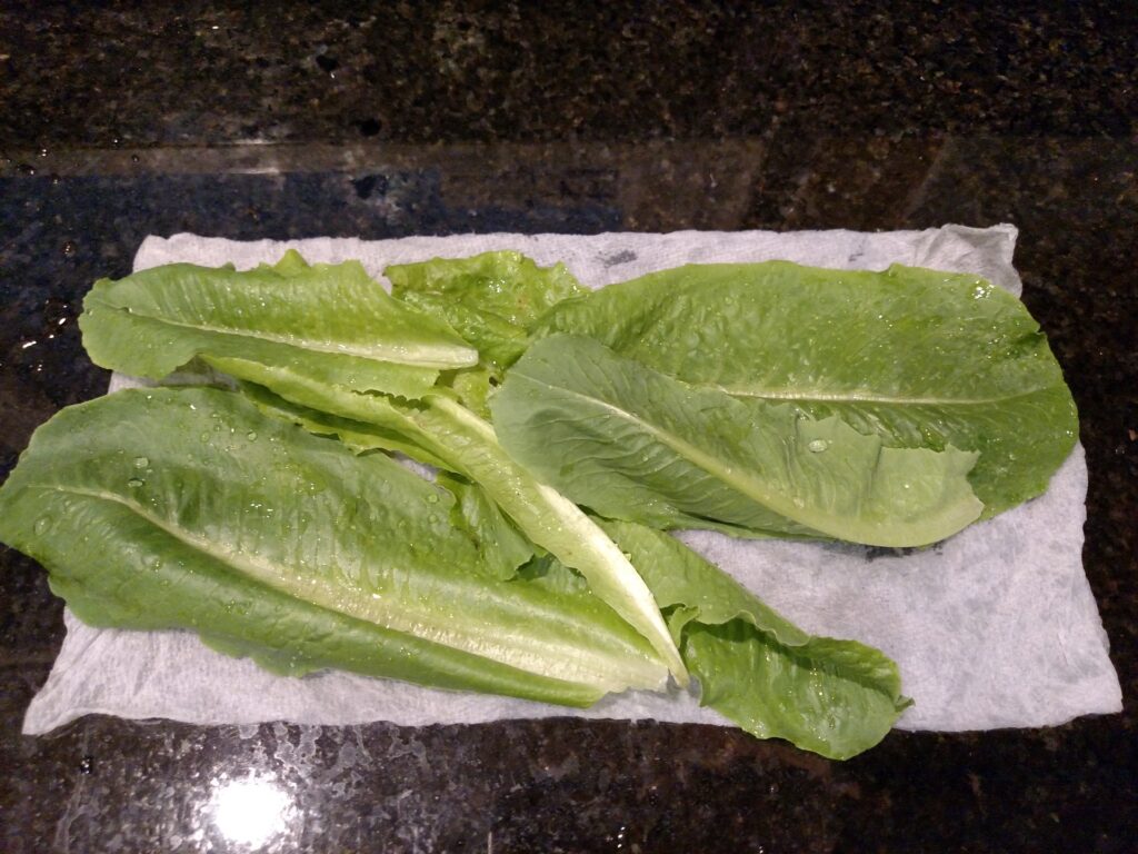 garden lettuce washed and on damp paper towels
