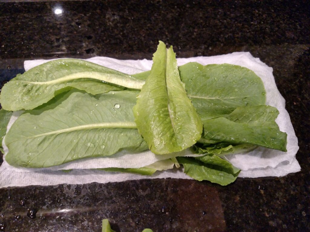 garden lettuce washed and on damp paper towels