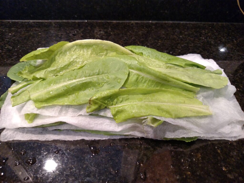 garden lettuce washed and on damp paper towels