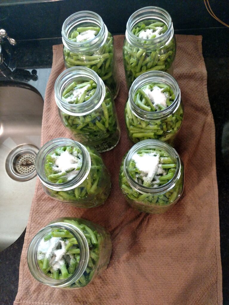 looking down at 7 quart jars with green beans and salt in them