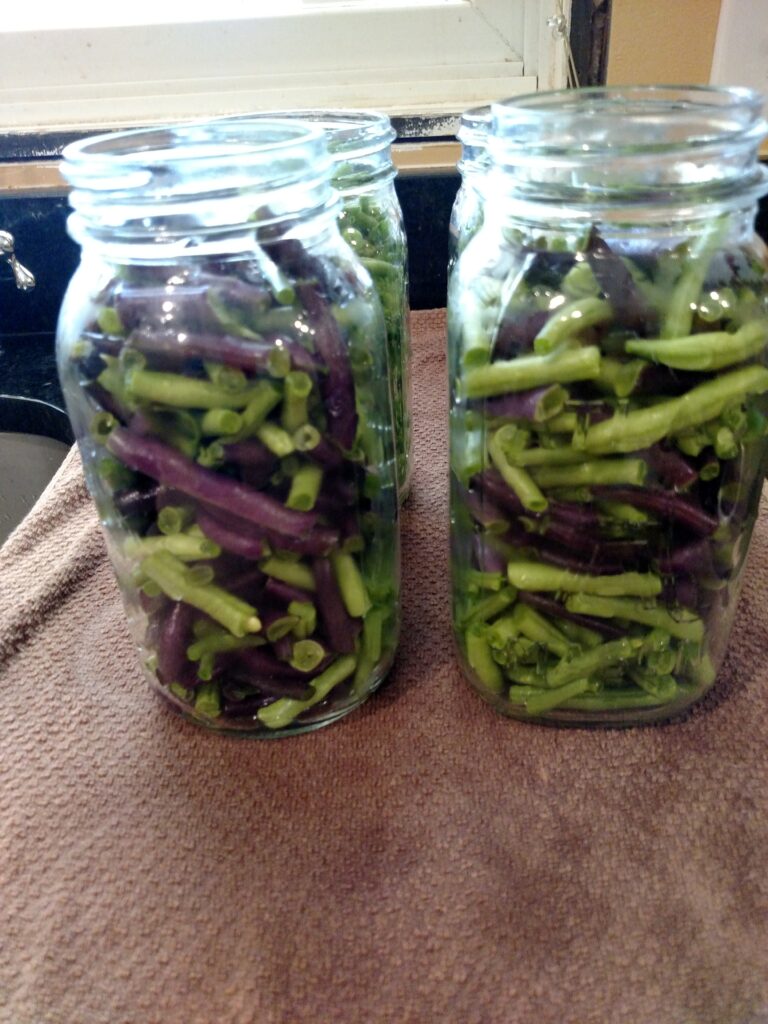 green beans packed into 2 jars