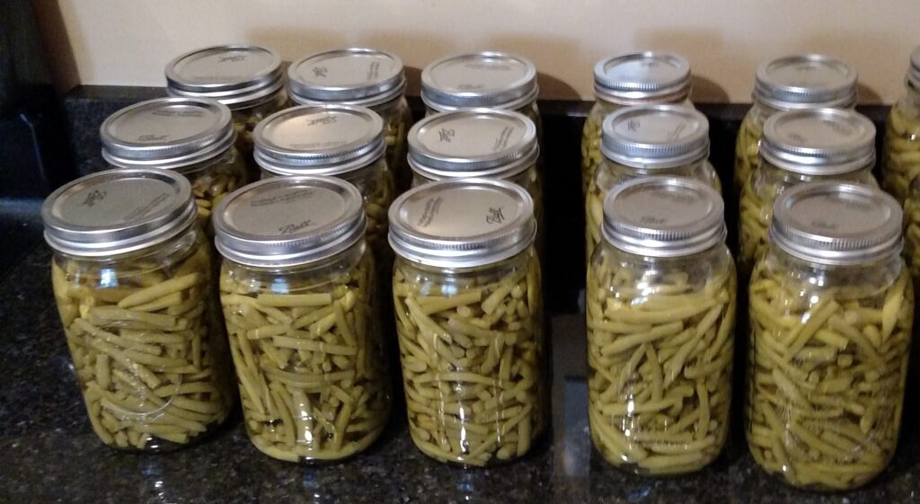 18 quarts of canned green beans cooled and ready to put in the pantry