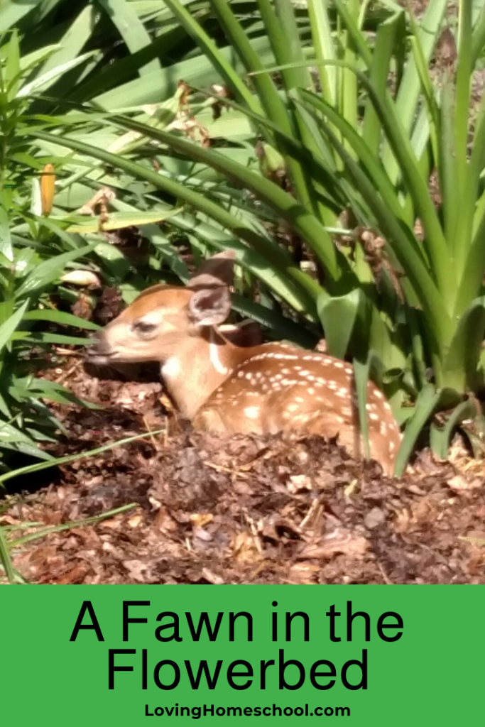 A Fawn in the Flowerbed