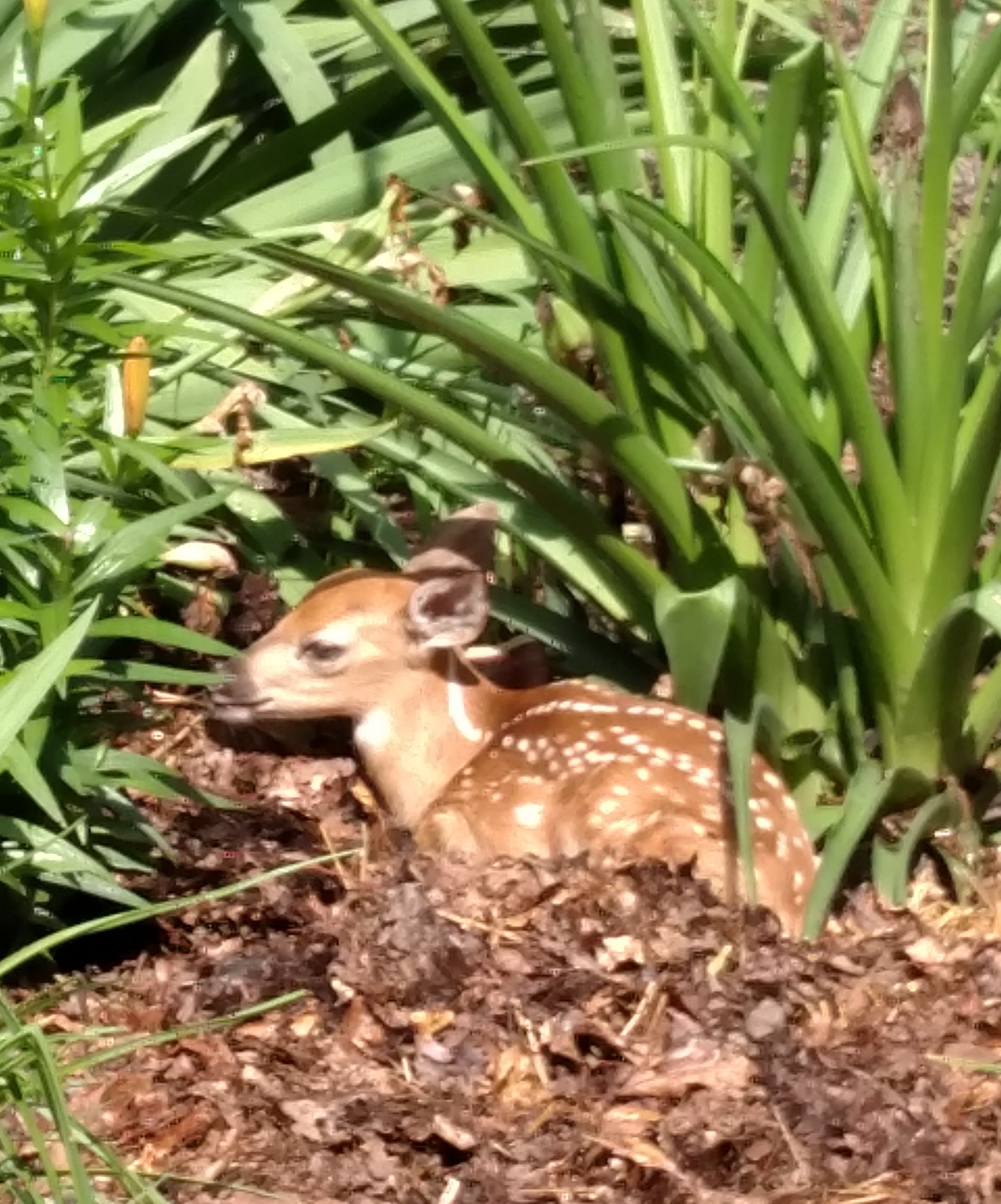 A Fawn in the Flowerbed