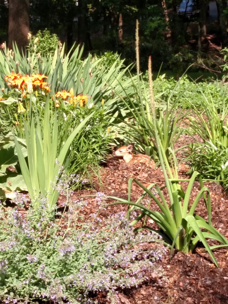 A Fawn in the Flowerbed