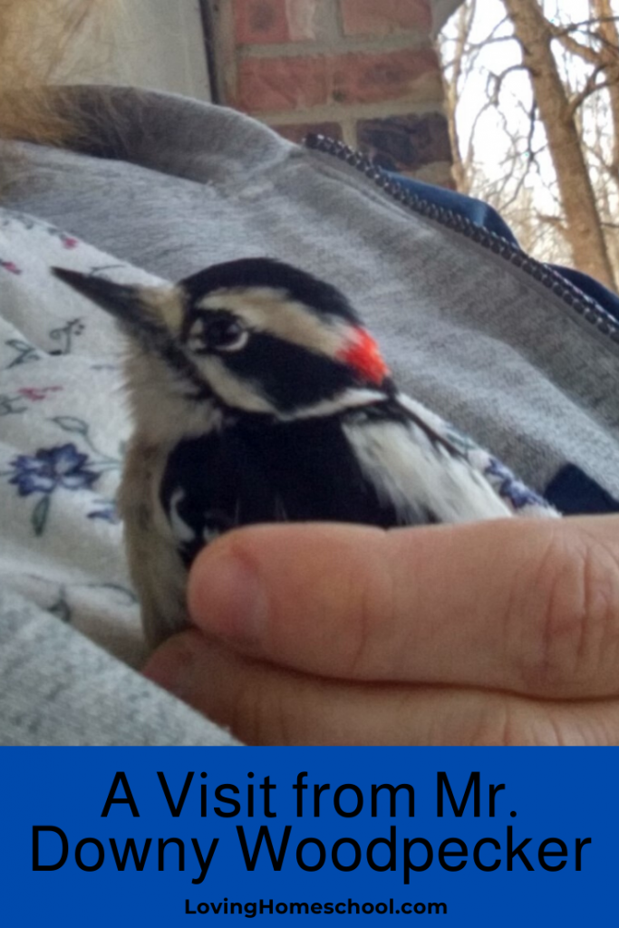 A Visit from Mr. Downy Woodpecker