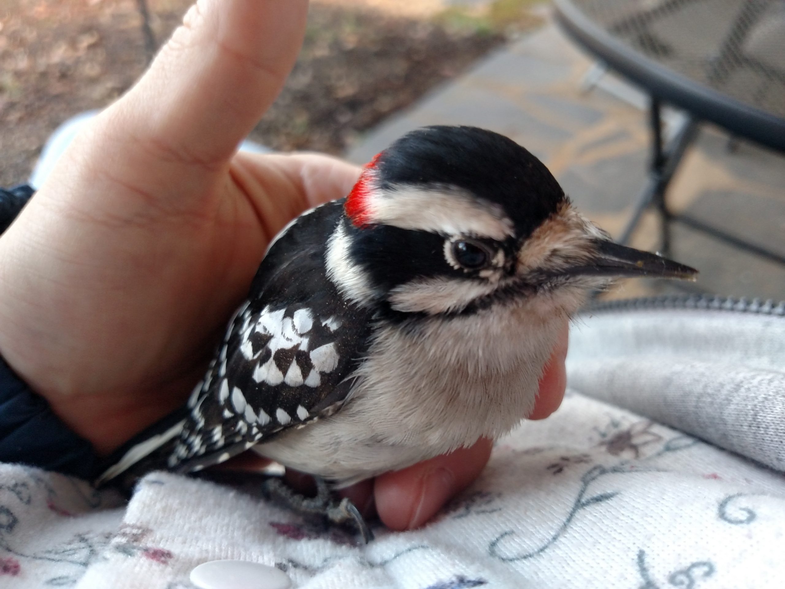 A Visit from Mr. Downy Woodpecker