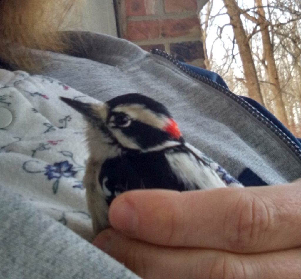 A Visit from Mr. Downy Woodpecker