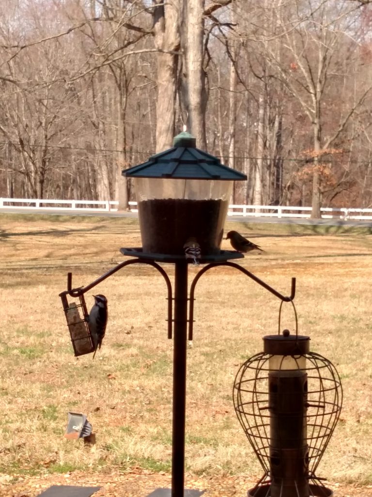 3 birdfeeders with birds