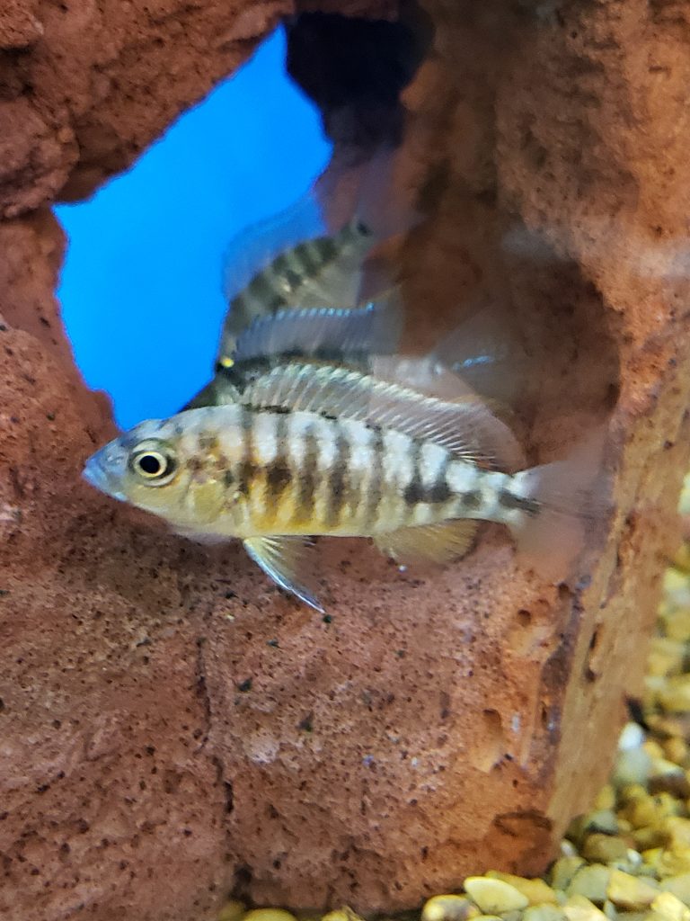 striped fish