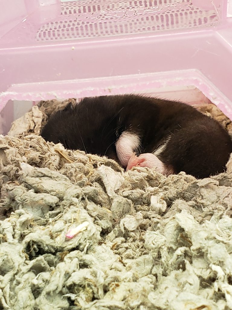 sleeping black hamster