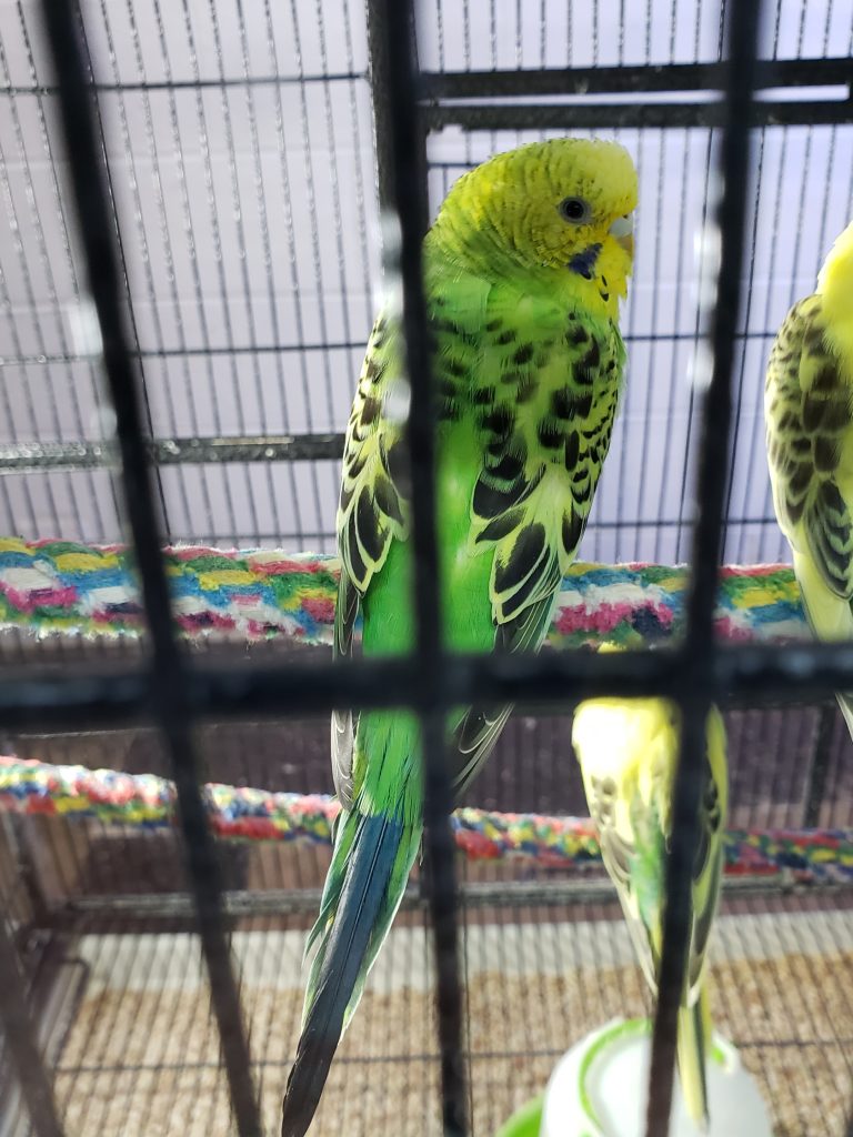 green and yellow parakeet