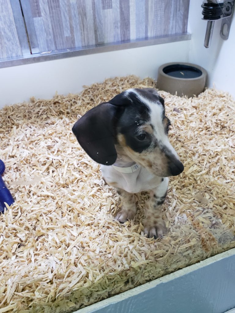 black, tan and white puppy