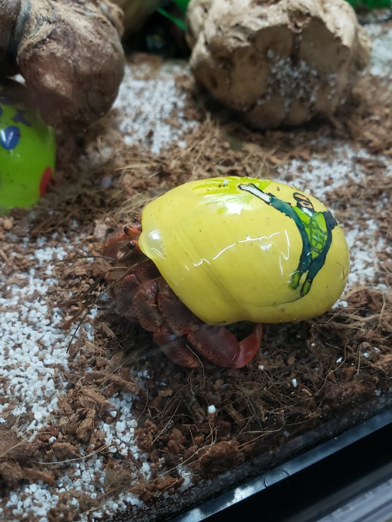 hermit crab with yellow and green shell