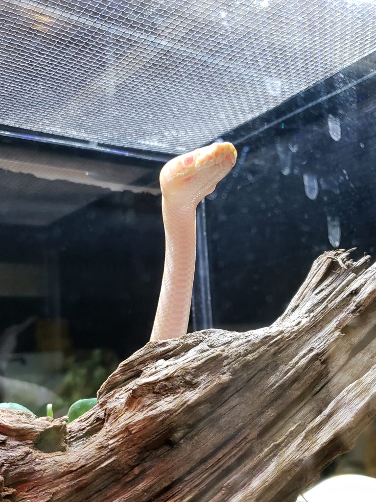 snake head sticking up behind a rock