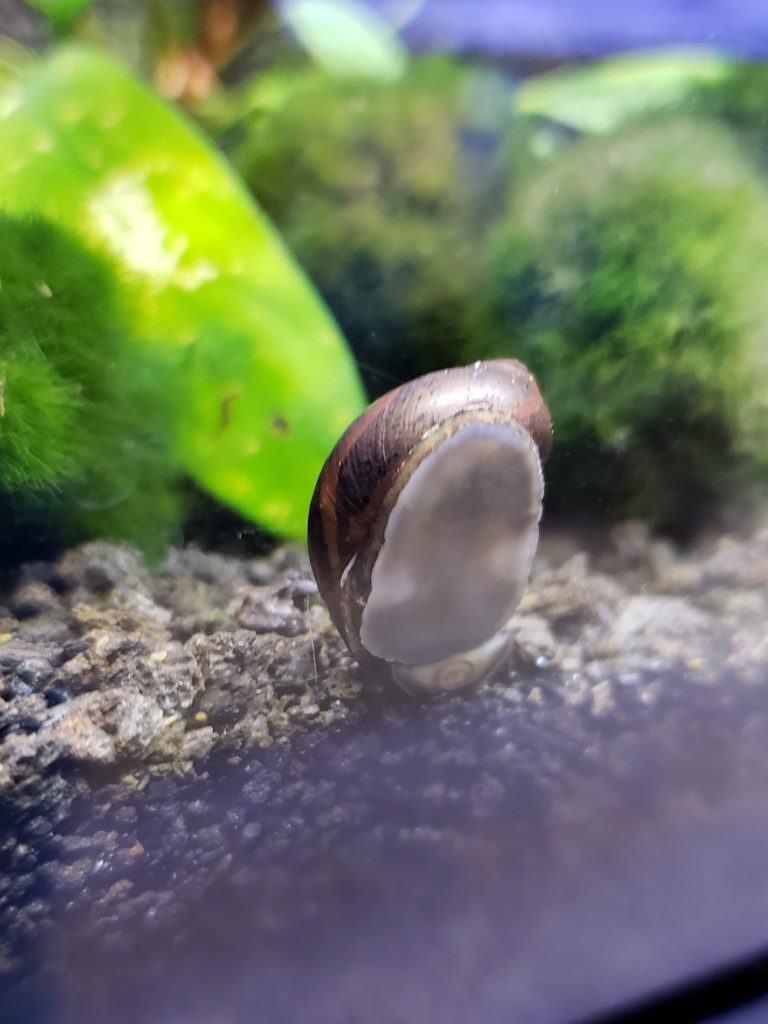 snail on side of fish tank