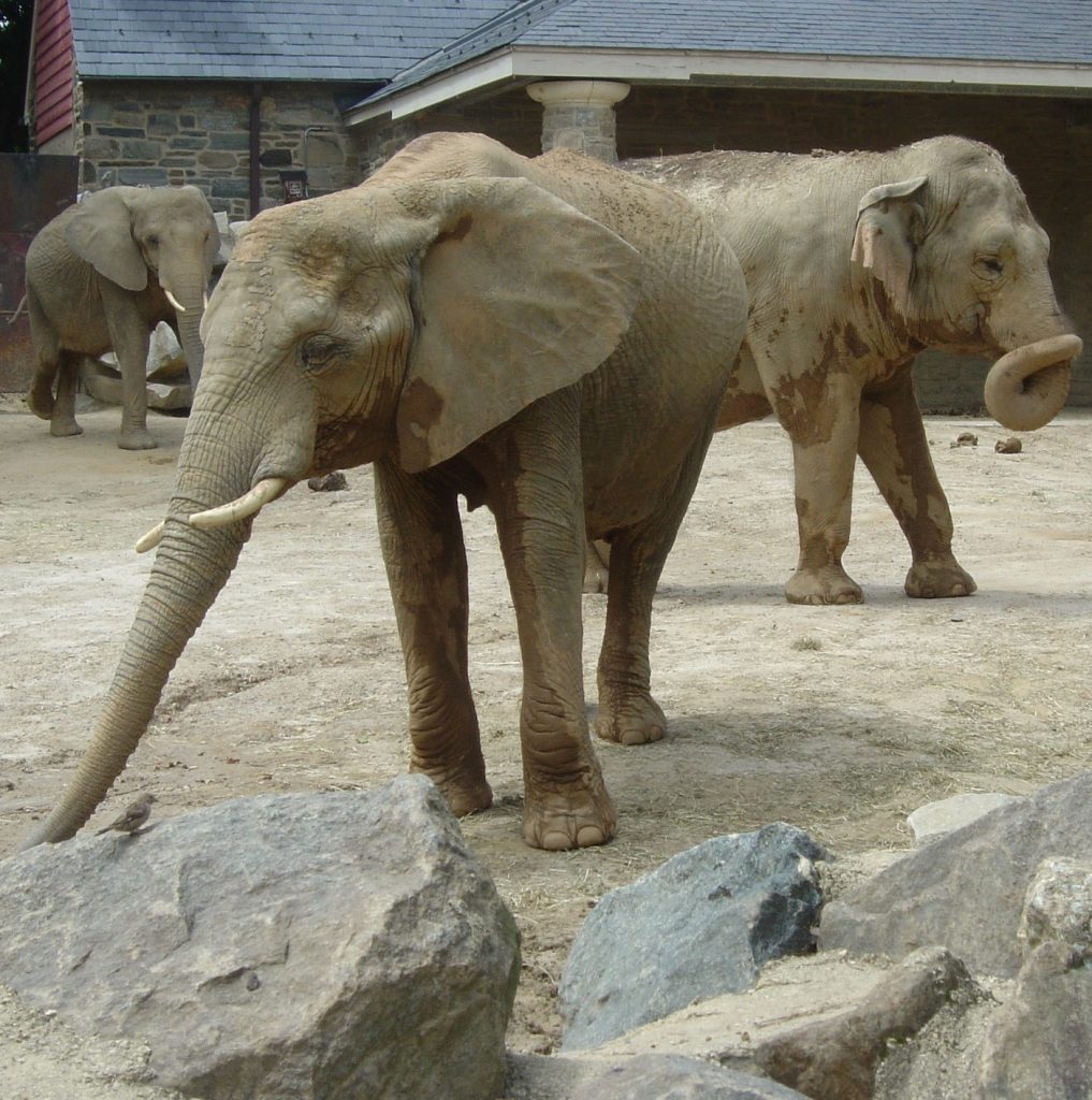 3 elephants at zoo