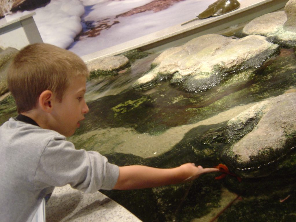 child touching sea creature