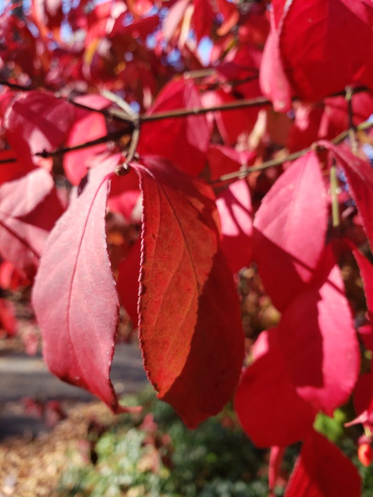 beautiful red fall leaves still on the tree