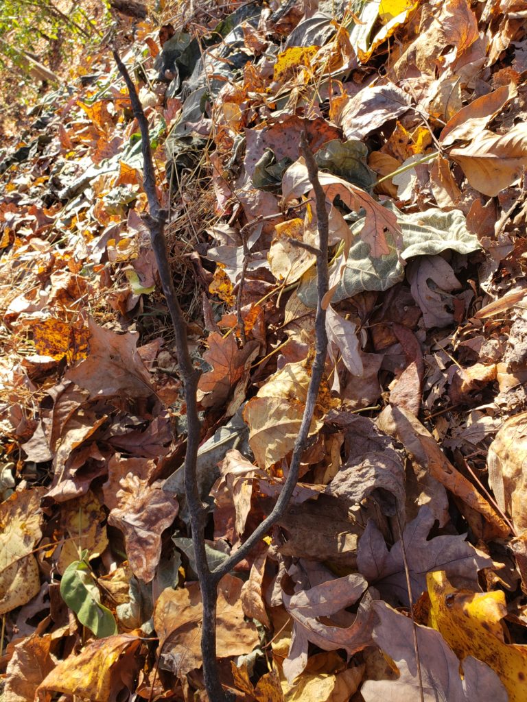 a stick with a v top lying in brown fall leaves