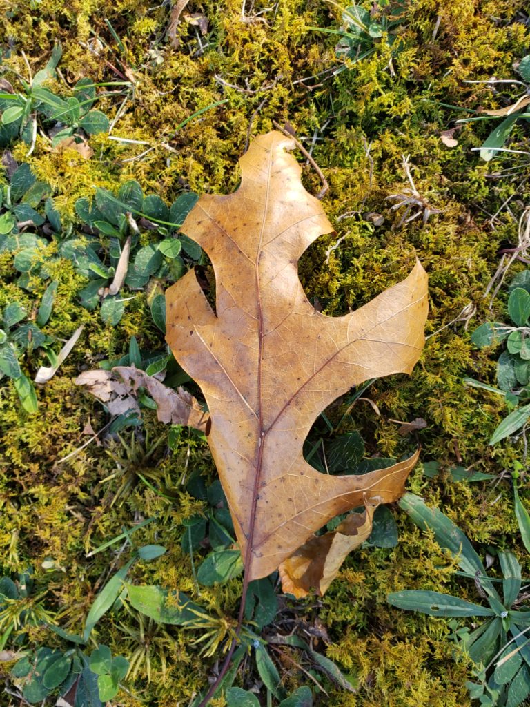 a brown leaf lying in the grass