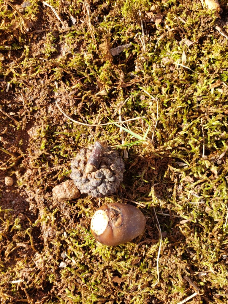 an acorn with its top next to it lying in the grass