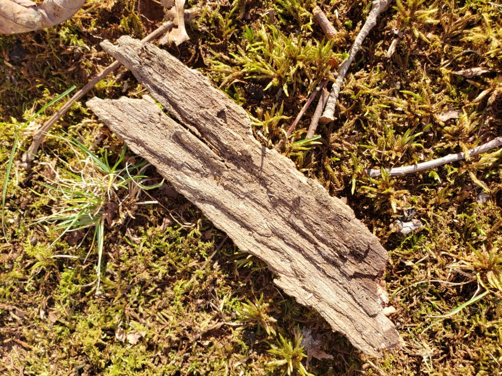 a piece of bark lying in some moss