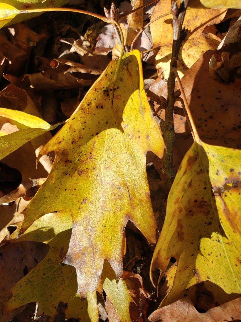 2 yellow leaves on top of some brown ones