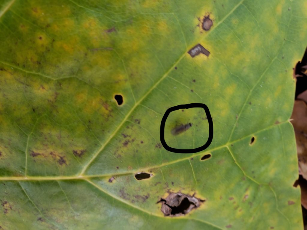 a green leaf with a small fly on it