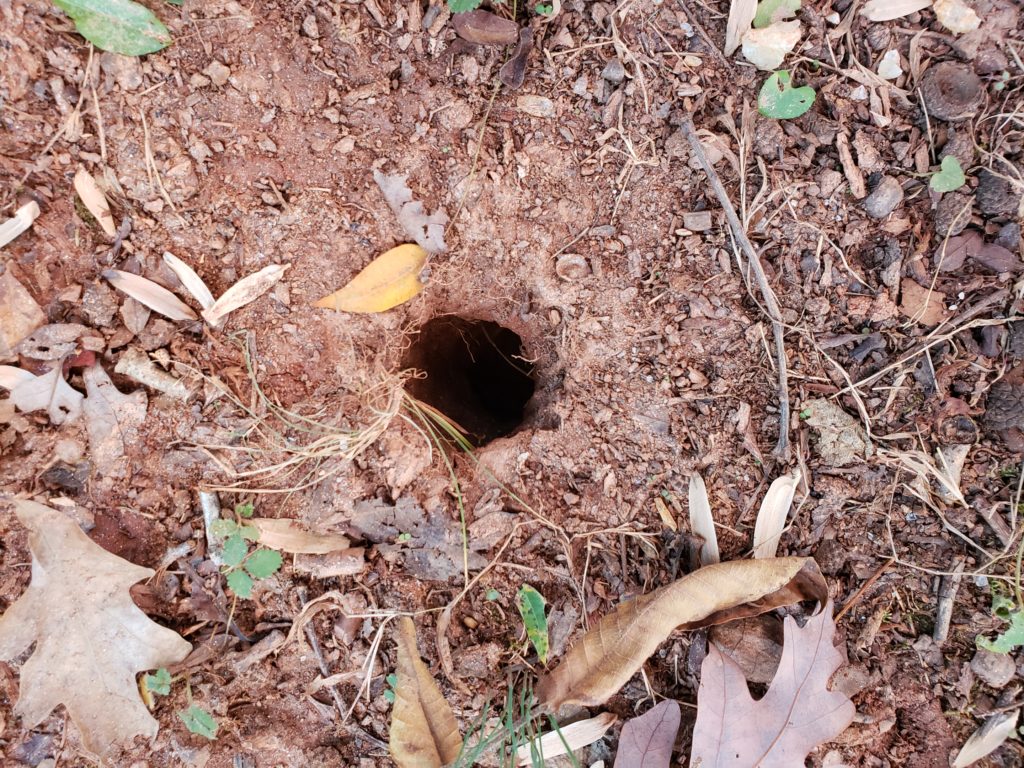 a hole in the dirt from some critter