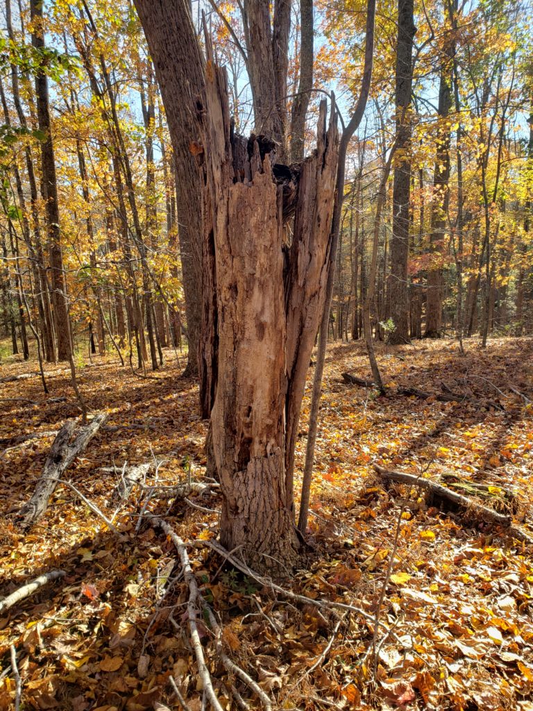 a dead tree with the top broken off and fall leaves around it