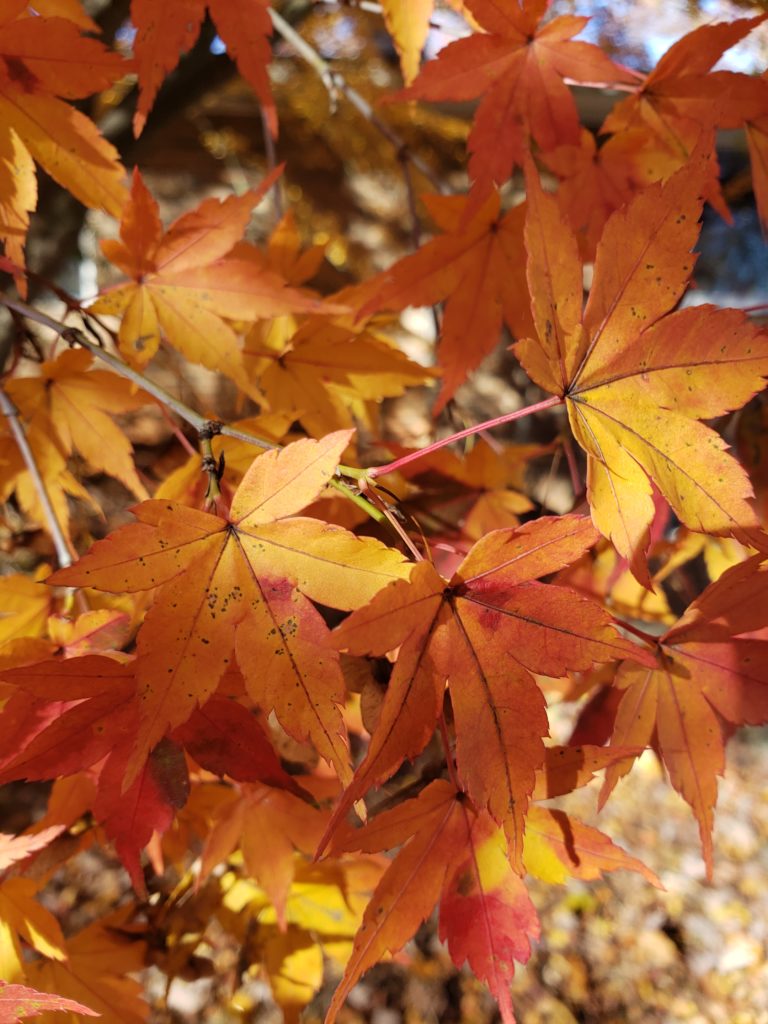 orange fall leaves