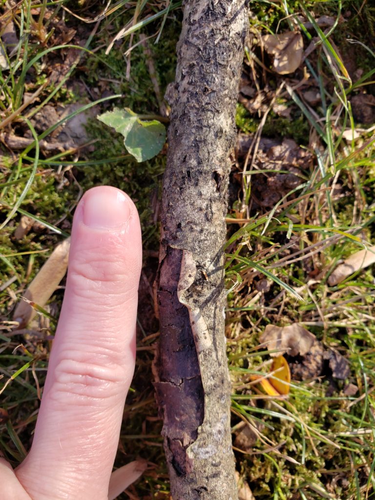 finger next to a stick showing it is the same width