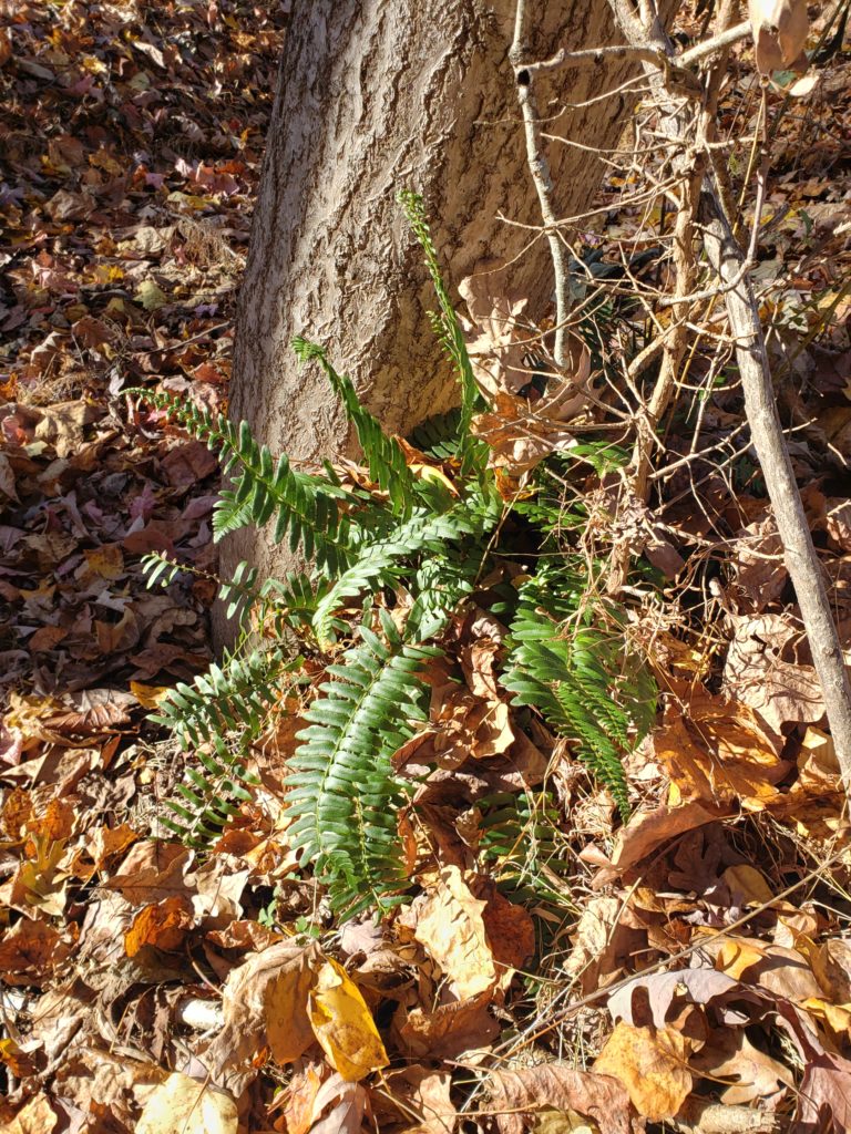 green fern against a tree