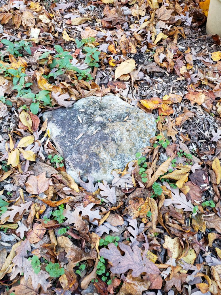 rock in the fall leaves