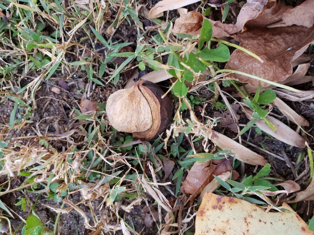 hickory nut partially open in the grass