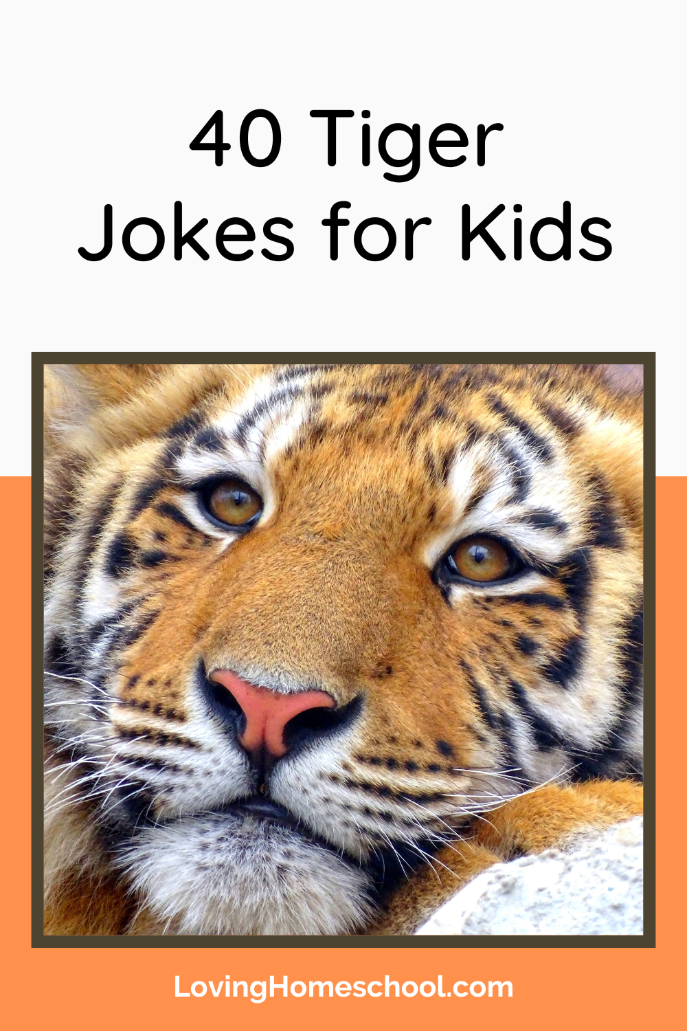 40 Tiger Jokes for Kids Pinterest Pin