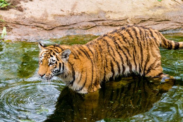 tiger in water