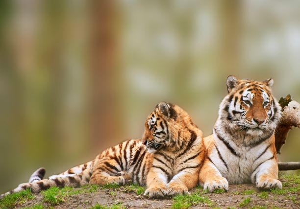 Beautiful image of tigress relaxing on grassy hill with cub