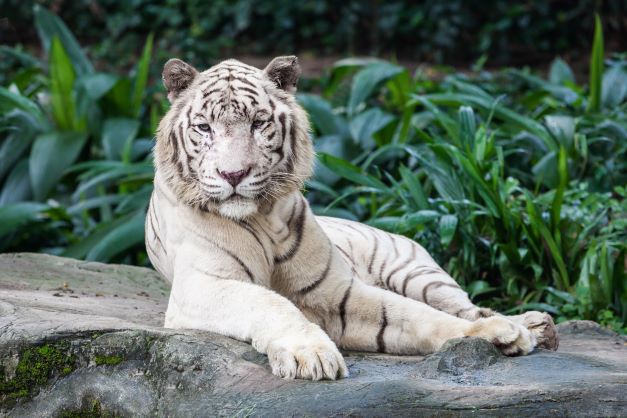 The white tiger