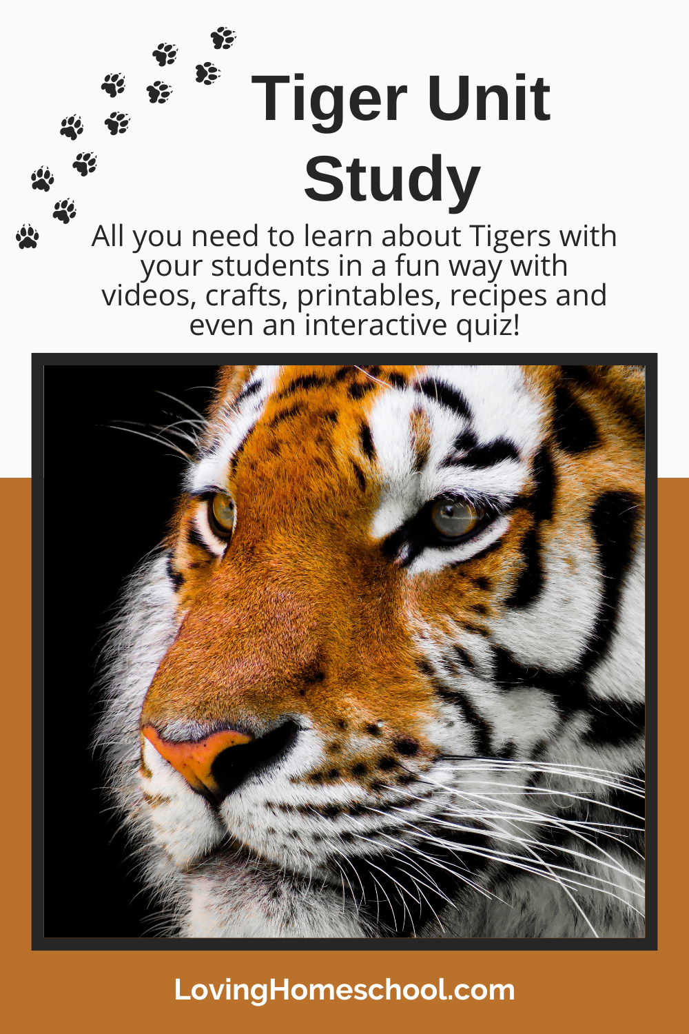 Tiger Unit Study Pinterest Pin
