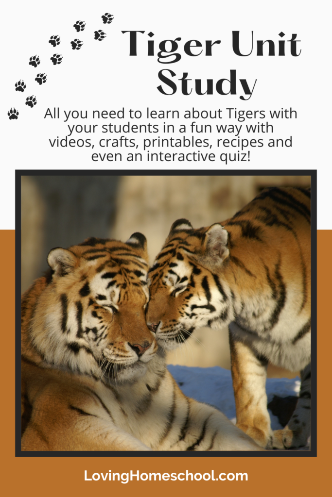 Tiger Unit Study Pinterest Pin