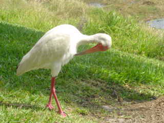 a white bird with long, pink legs.