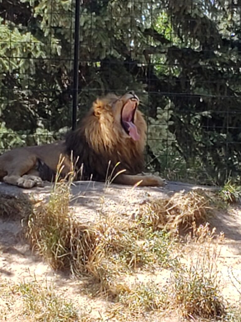 a lion yawning.