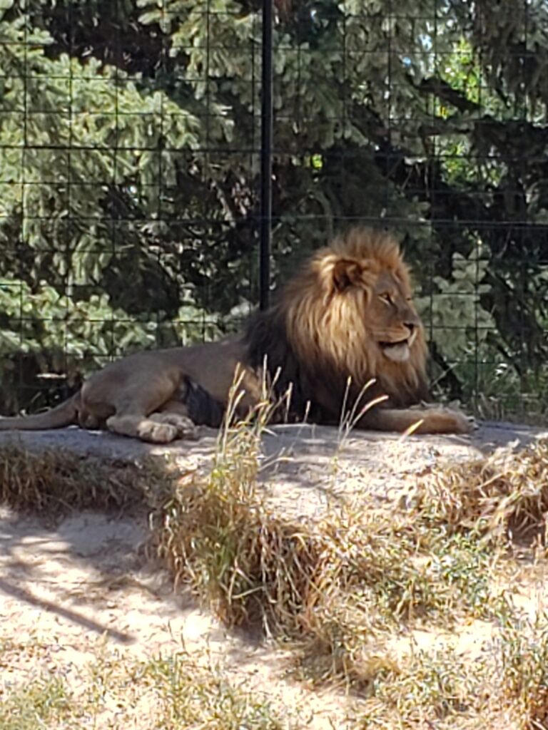 a lion lying in the shade at a zoo.