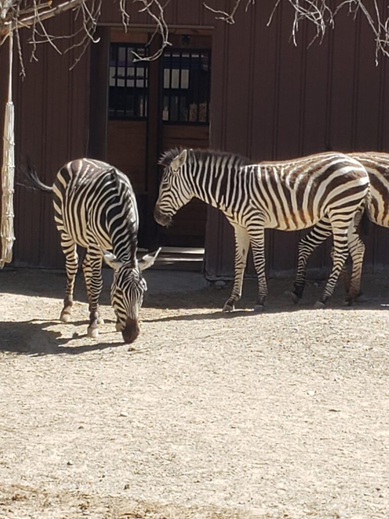 2 zebra in front of their house at a zoo.