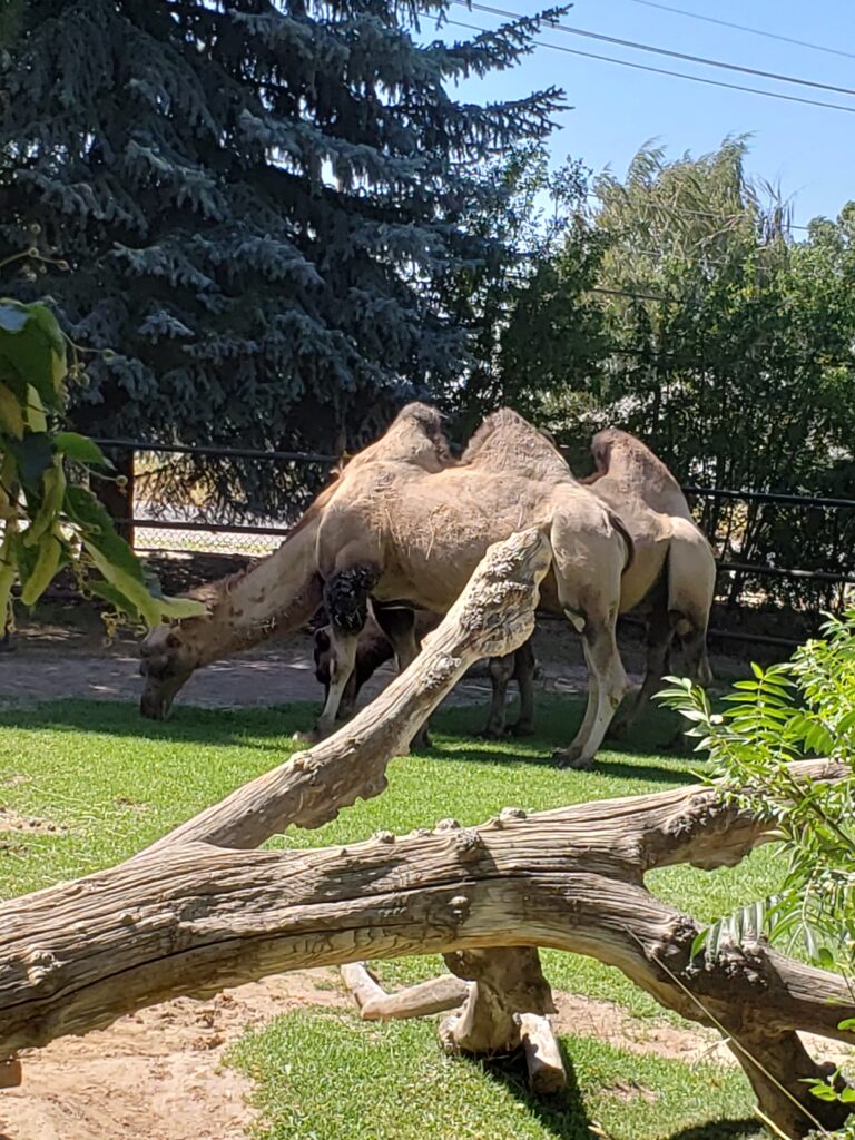 2 camels with 2 humps at a zoo.