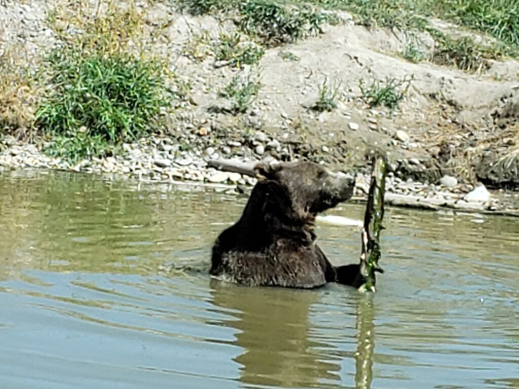 a black bear in water holding a large stick and dirt behind him.