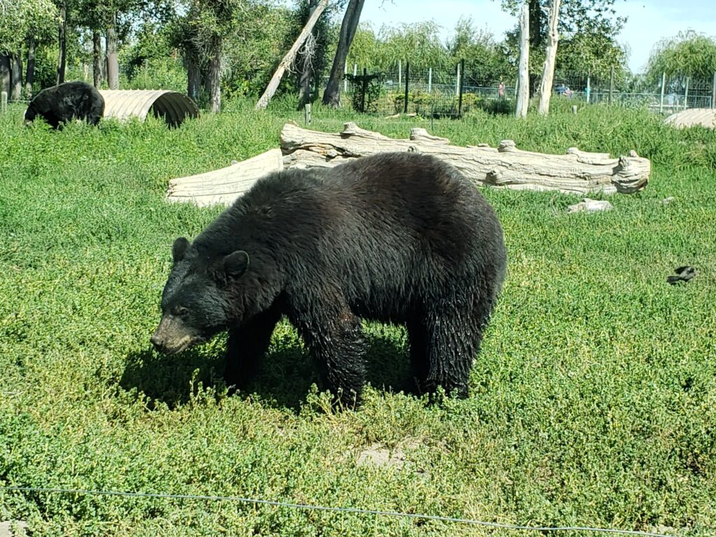 a black bear in a zoo habitat on green grass with logs behind.